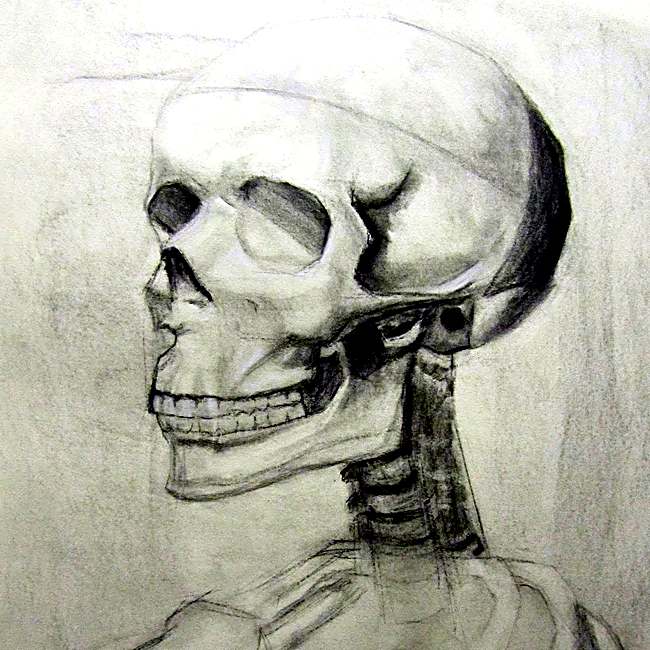 Skull Study, charcoal on paper
