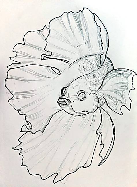 Betta Study, pencil & ink